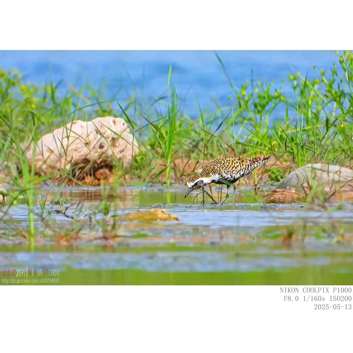 迁徙路过的金斑鸻