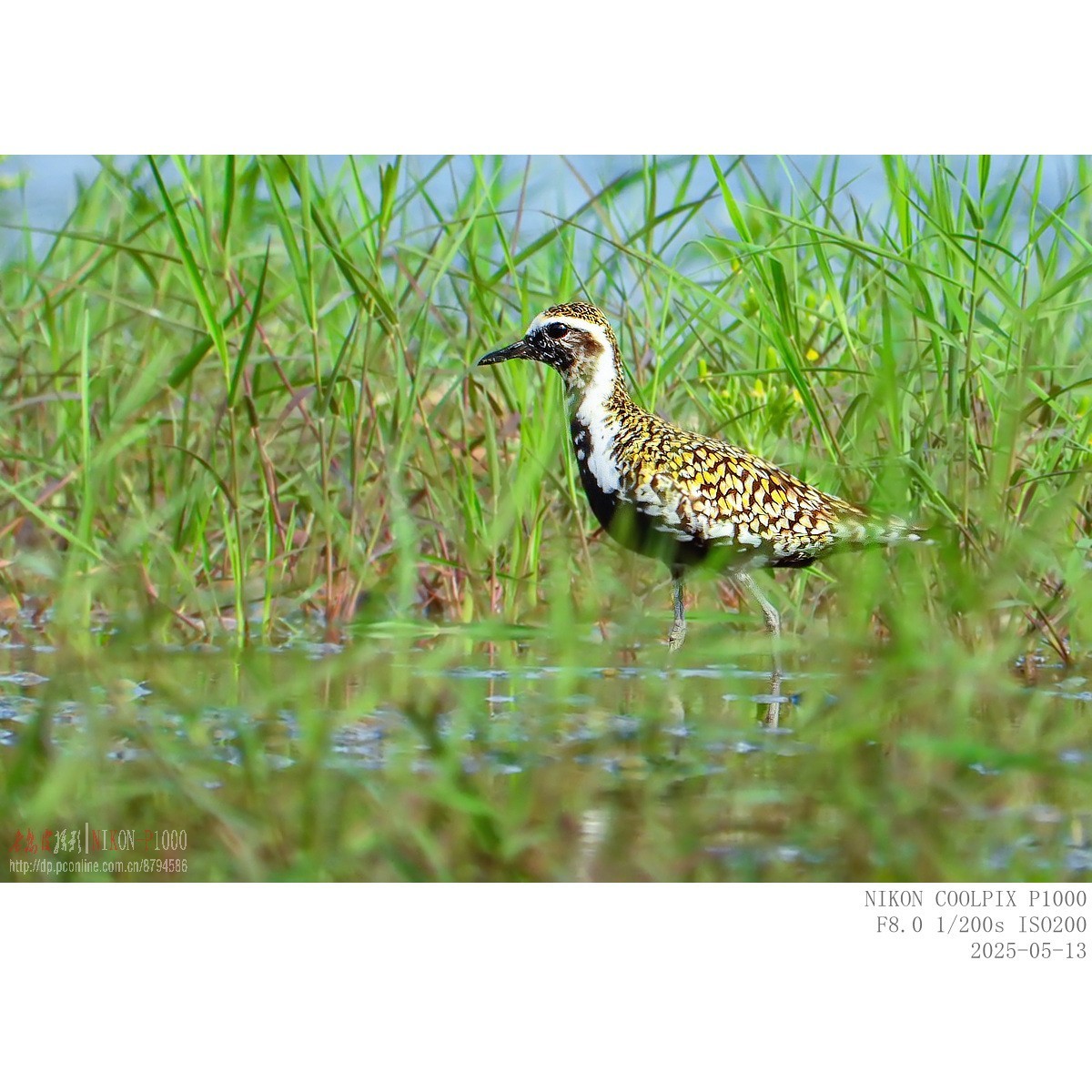 迁徙路过的金斑鸻