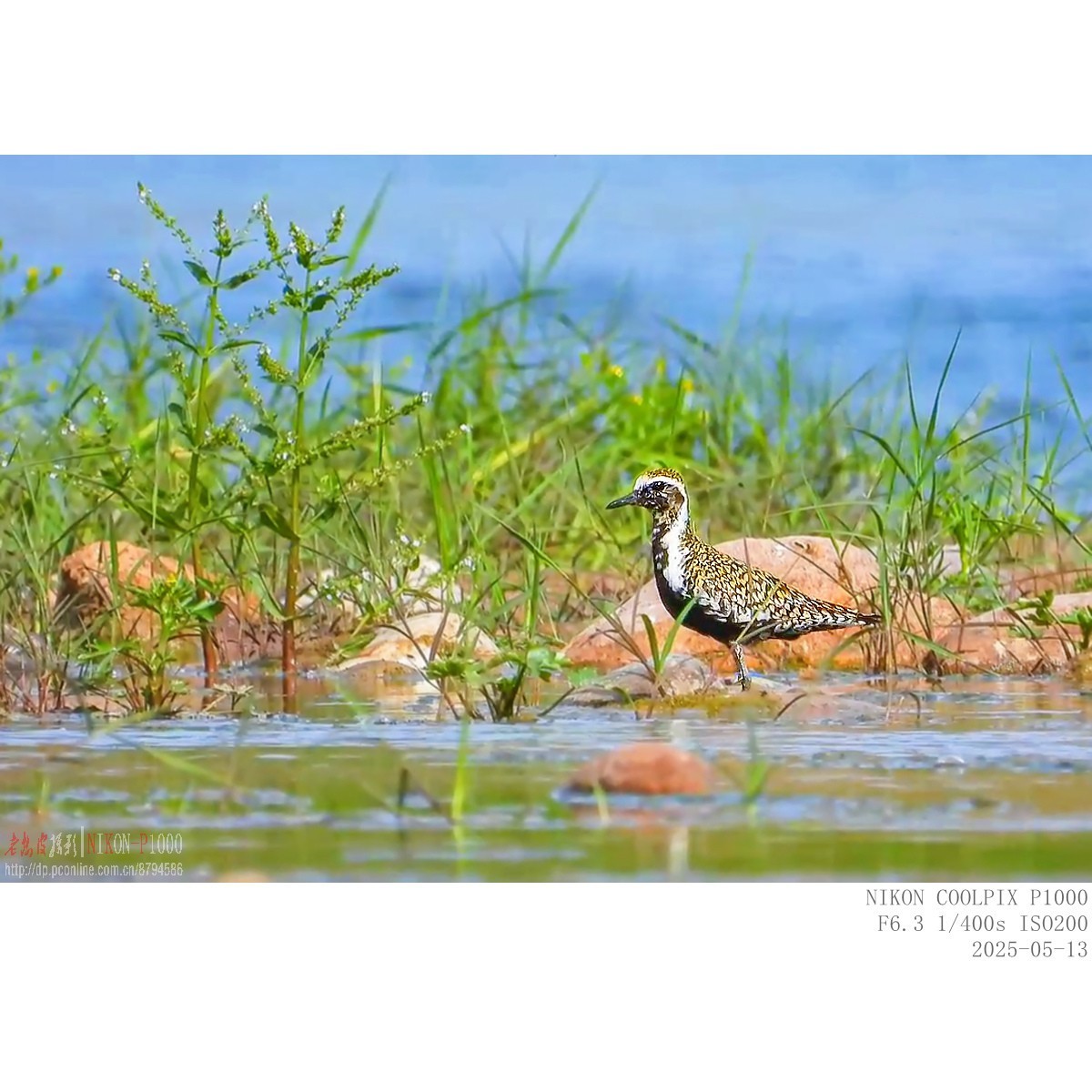 迁徙路过的金斑鸻