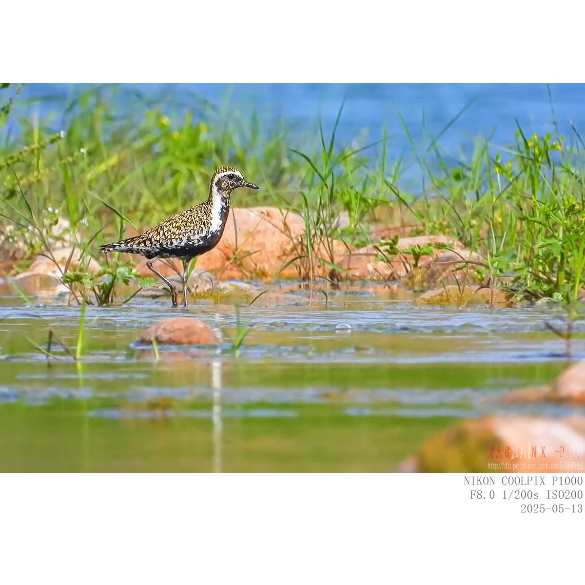 迁徙路过的金斑鸻