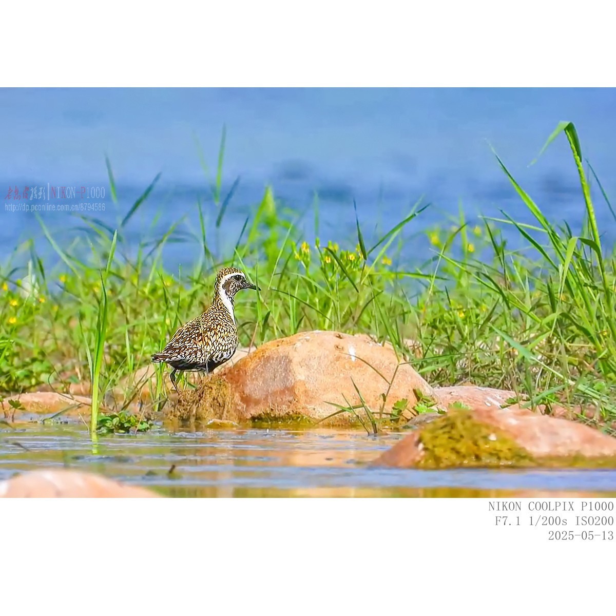 迁徙路过的金斑鸻