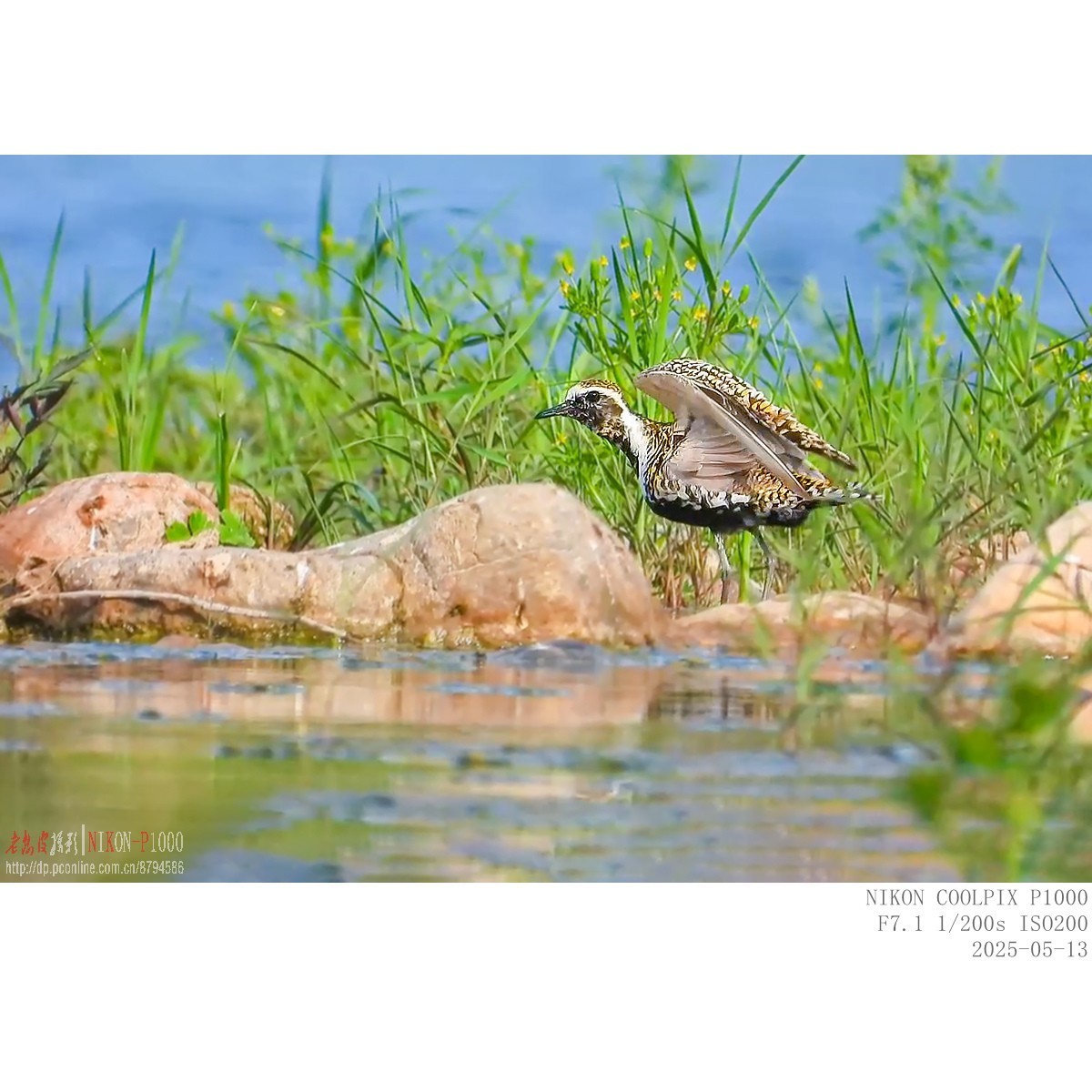 迁徙路过的金斑鸻