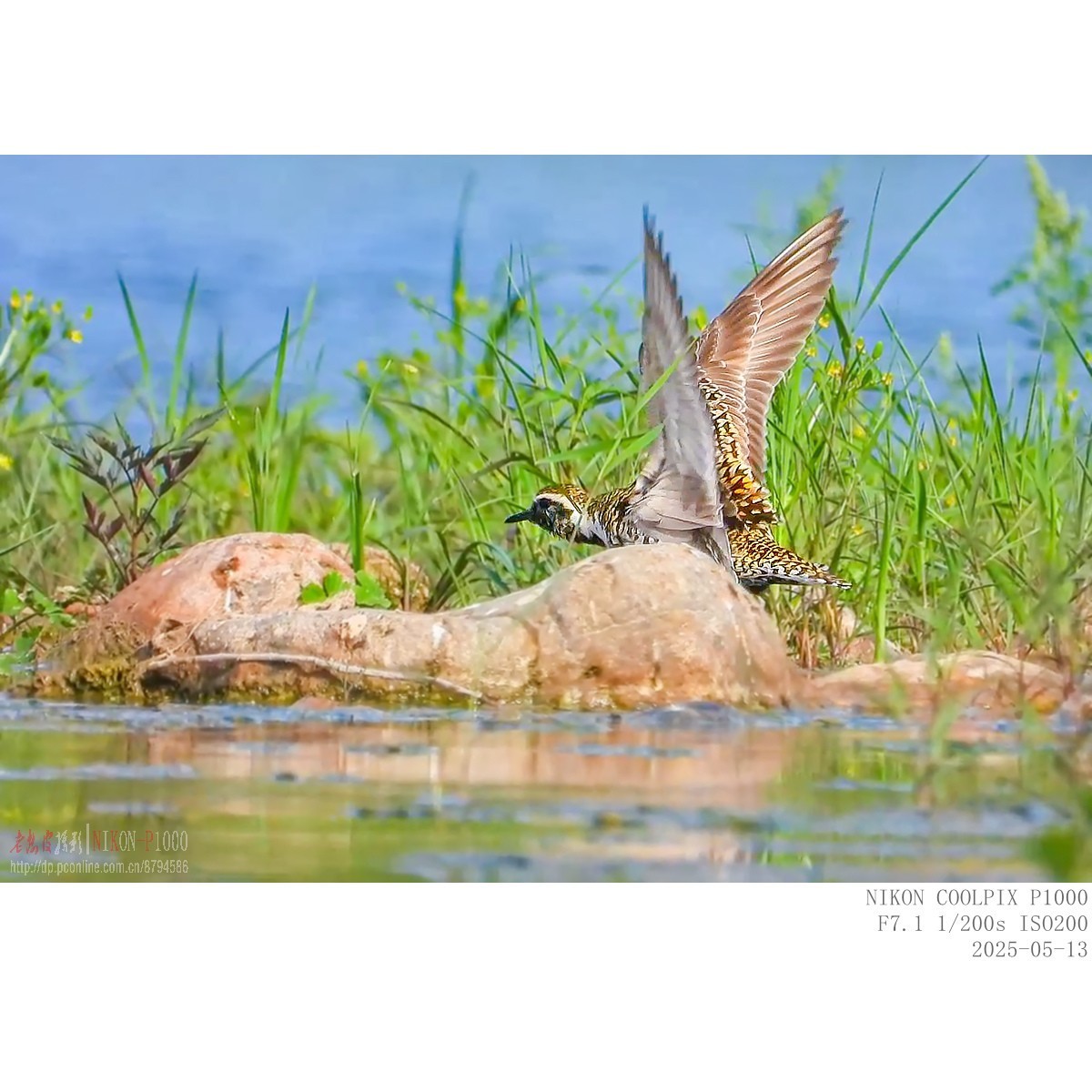 迁徙路过的金斑鸻