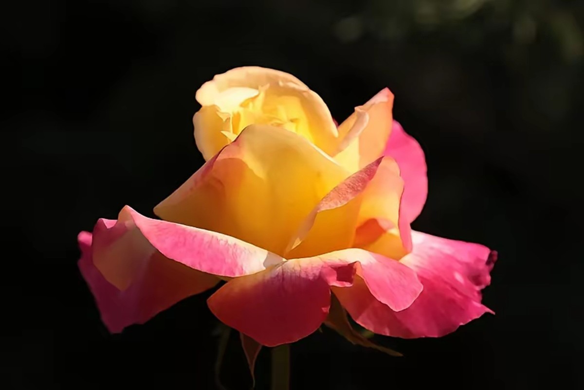 月季花--11