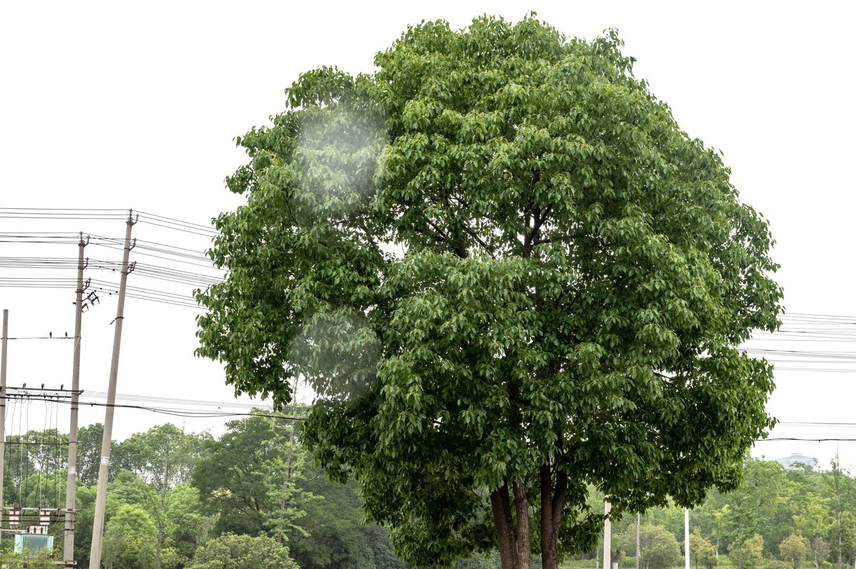 庐州印象（478）新站区铁路生态公园