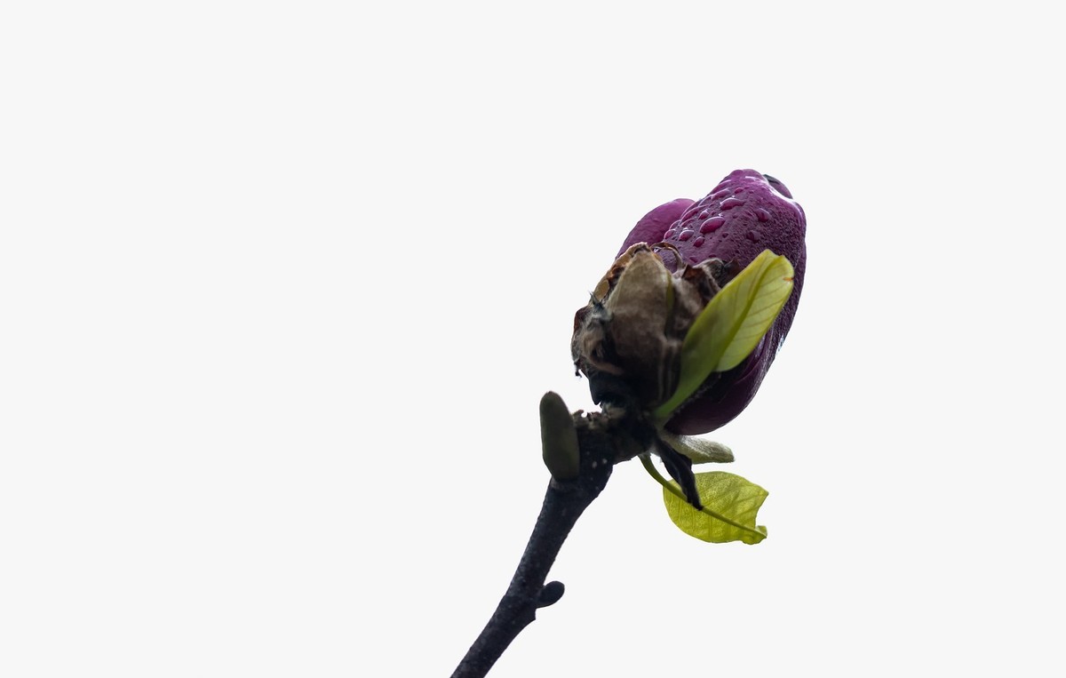 小区隔离时无聊随拍