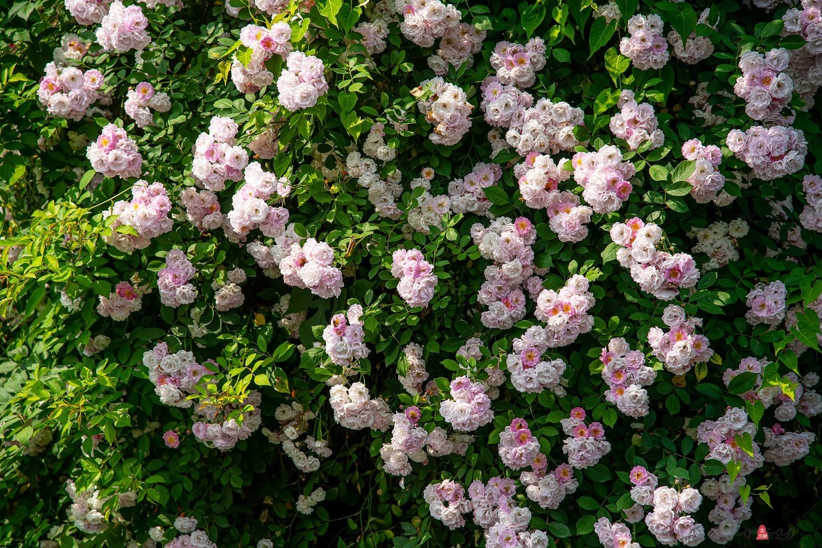 繁花如錦