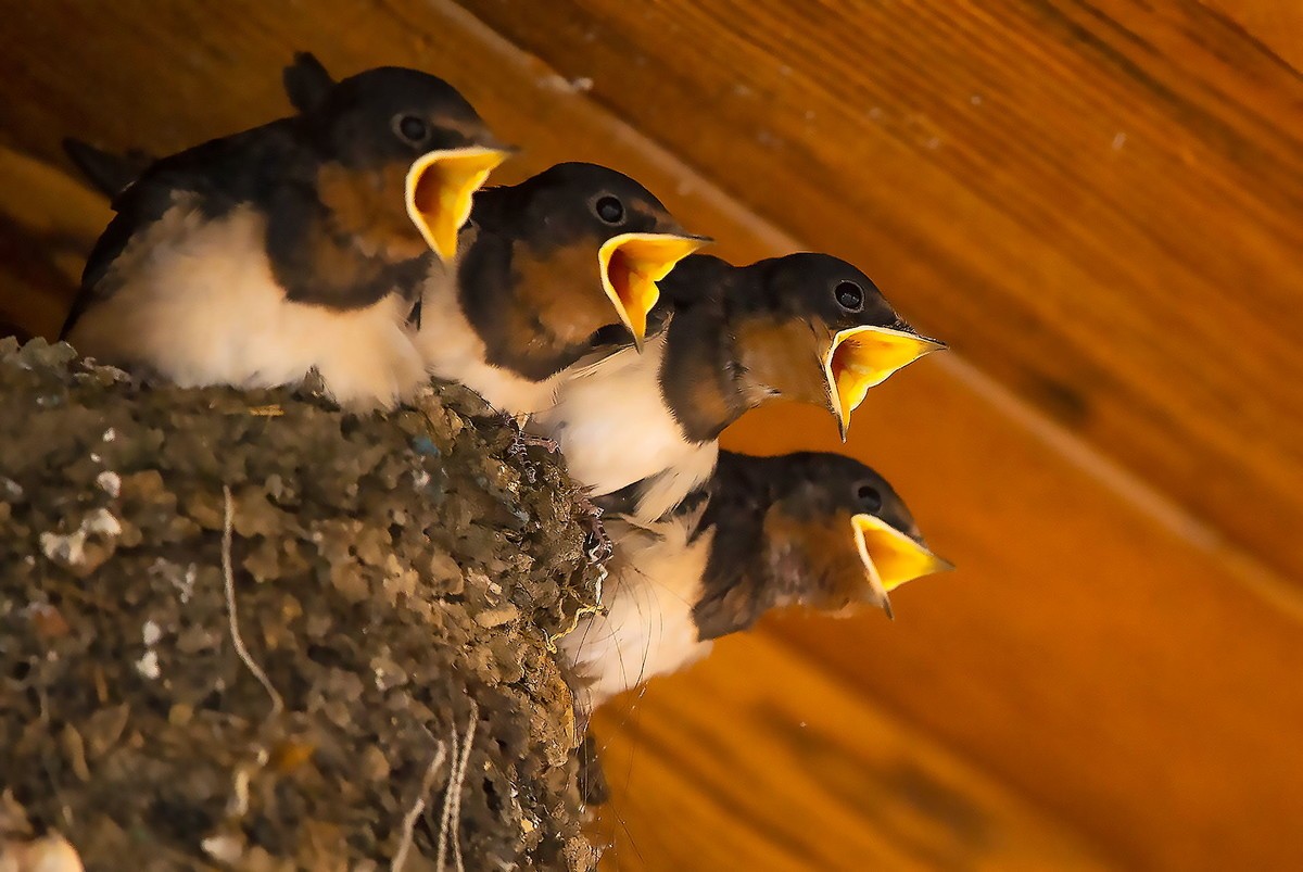 嗷嗷待听哺的小燕子
