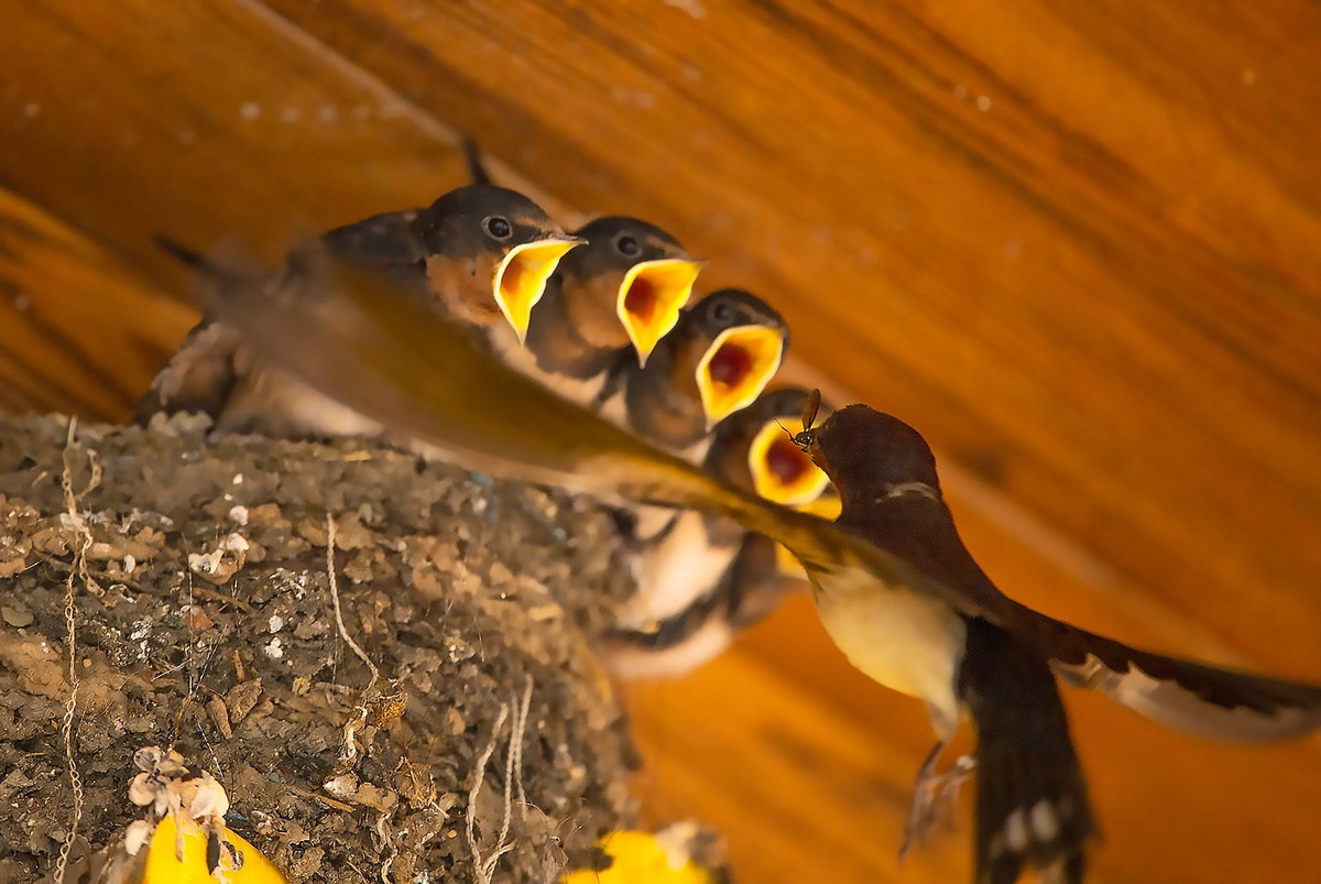 嗷嗷待听哺的小燕子