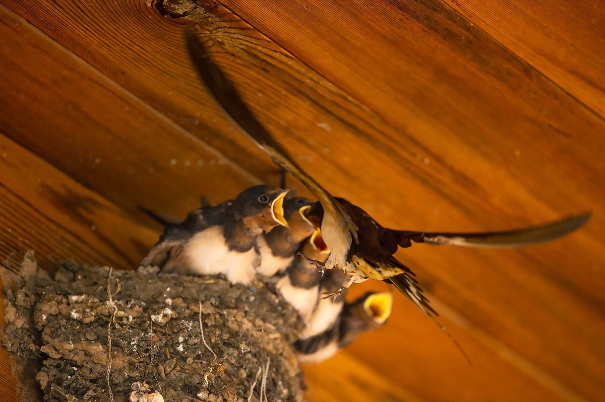 嗷嗷待听哺的小燕子