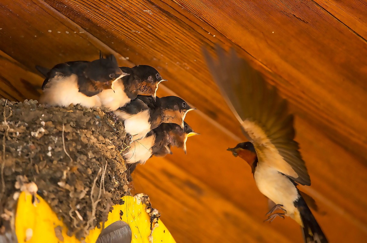 嗷嗷待听哺的小燕子