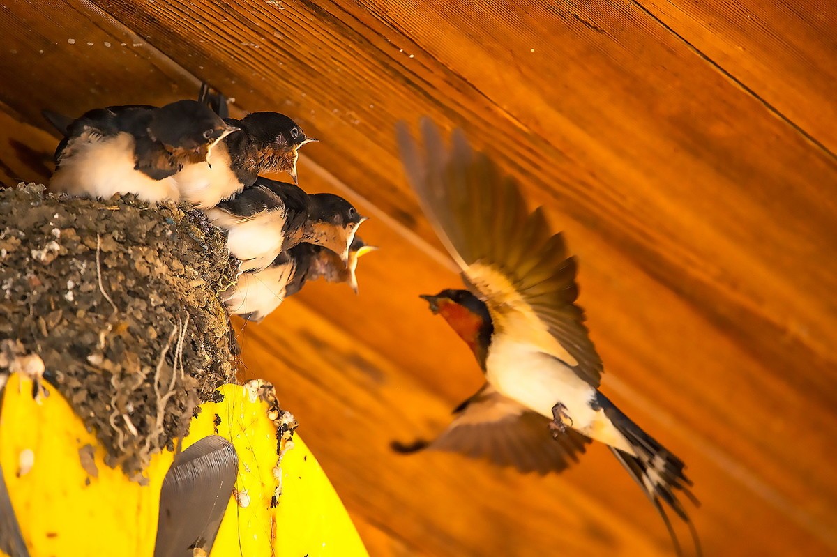 嗷嗷待听哺的小燕子