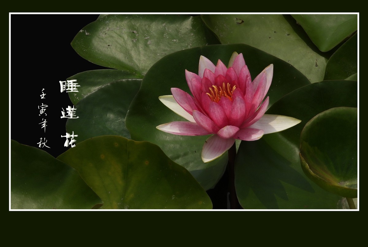 出污泥而不染的睡莲花