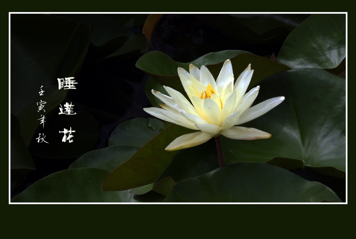 出污泥而不染的睡莲花