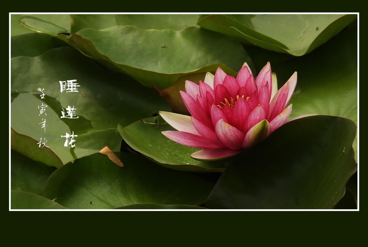 出污泥而不染的睡莲花