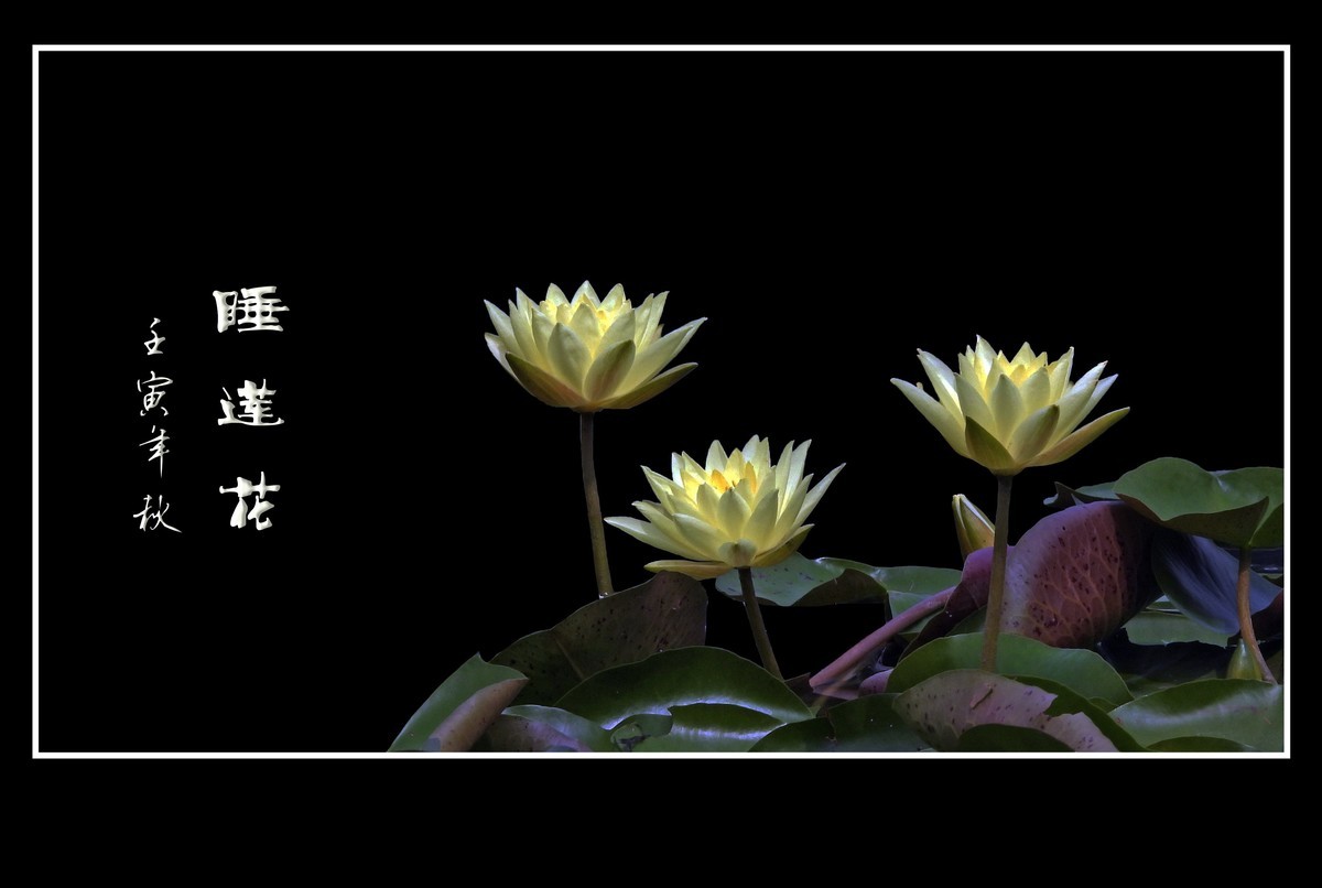 出污泥而不染的睡莲花