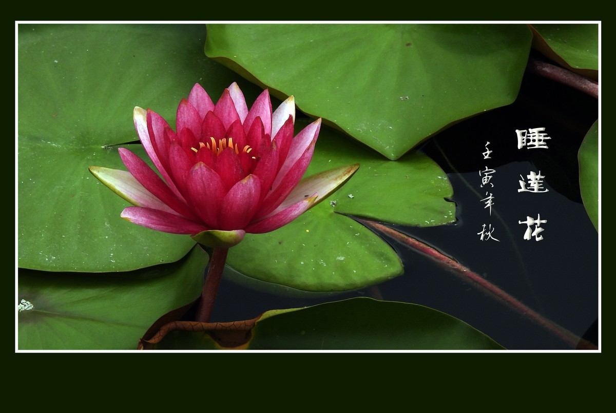 出污泥而不染的睡莲花