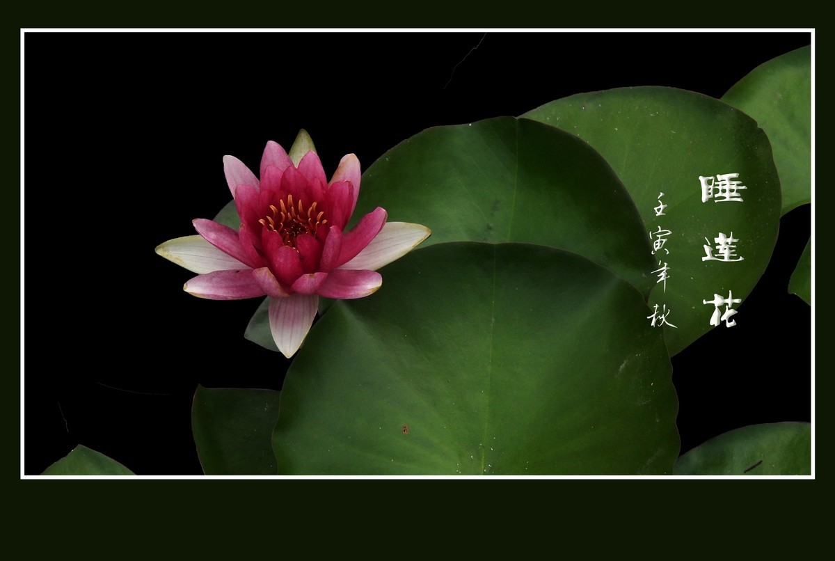 出污泥而不染的睡莲花