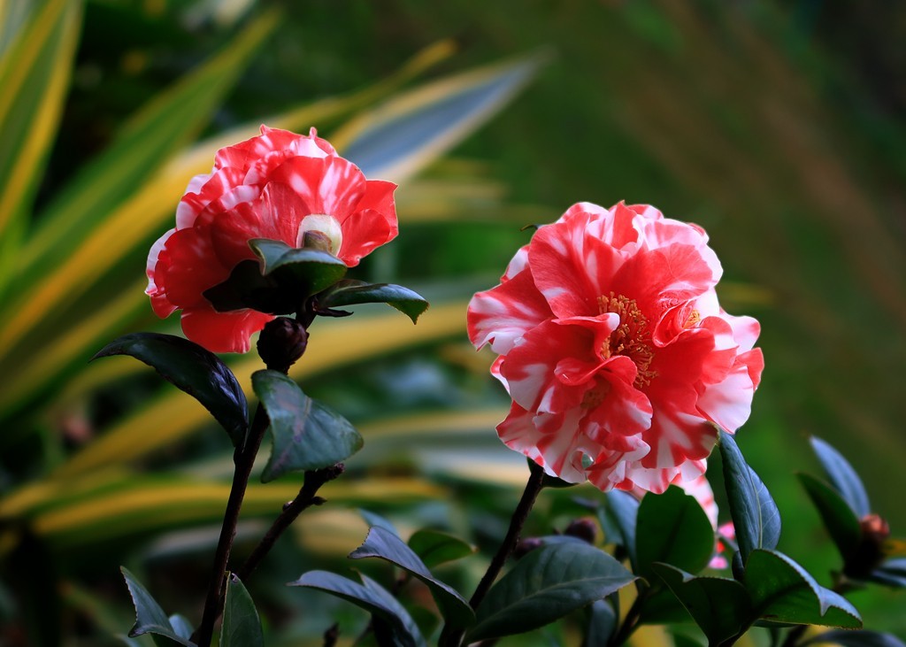 美丽山茶花