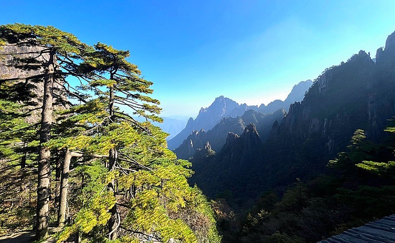 实景不老松图片