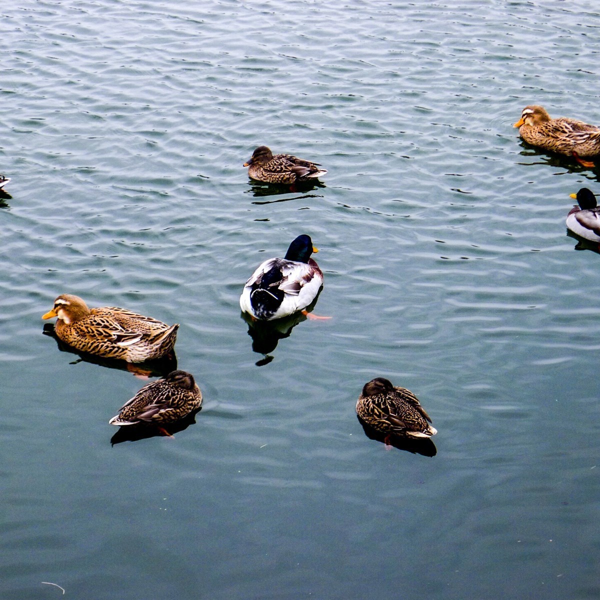 皇家行宫“枫丹白露”（巴黎）