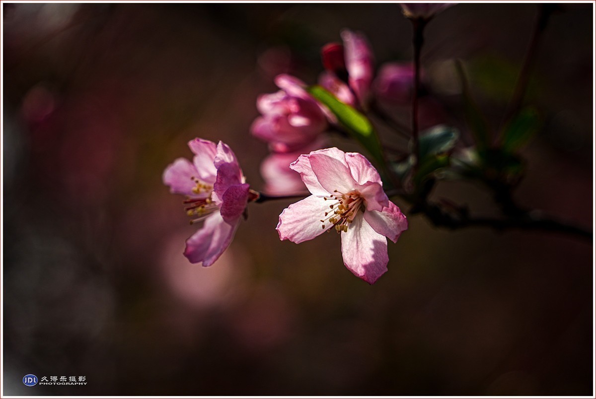 #版主坐堂#索尼大版星空(中国)2024年 4 月份优秀作品精选汇总