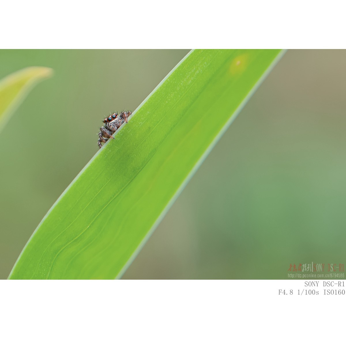 #版主坐堂#索尼大版星空(中国)2024年 4 月份优秀作品精选汇总