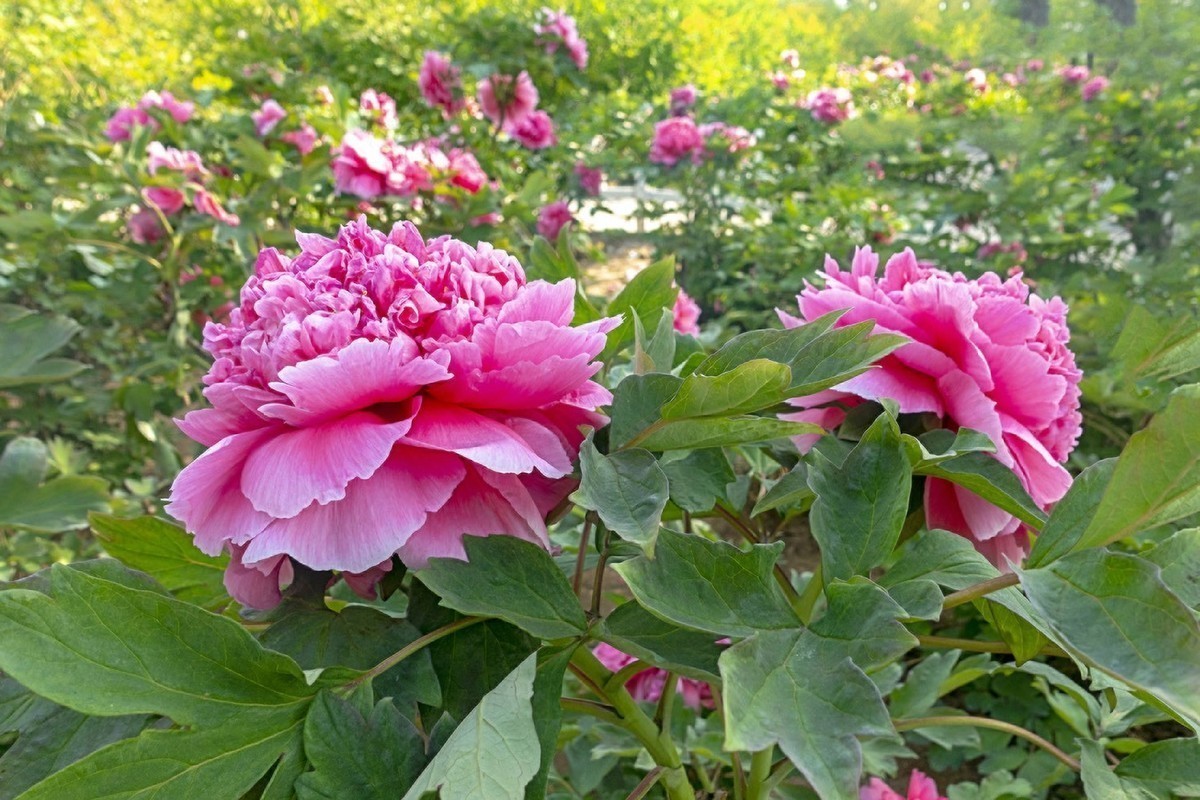 #版主坐堂#索尼大版星空(中国)2024年 4 月份优秀作品精选汇总