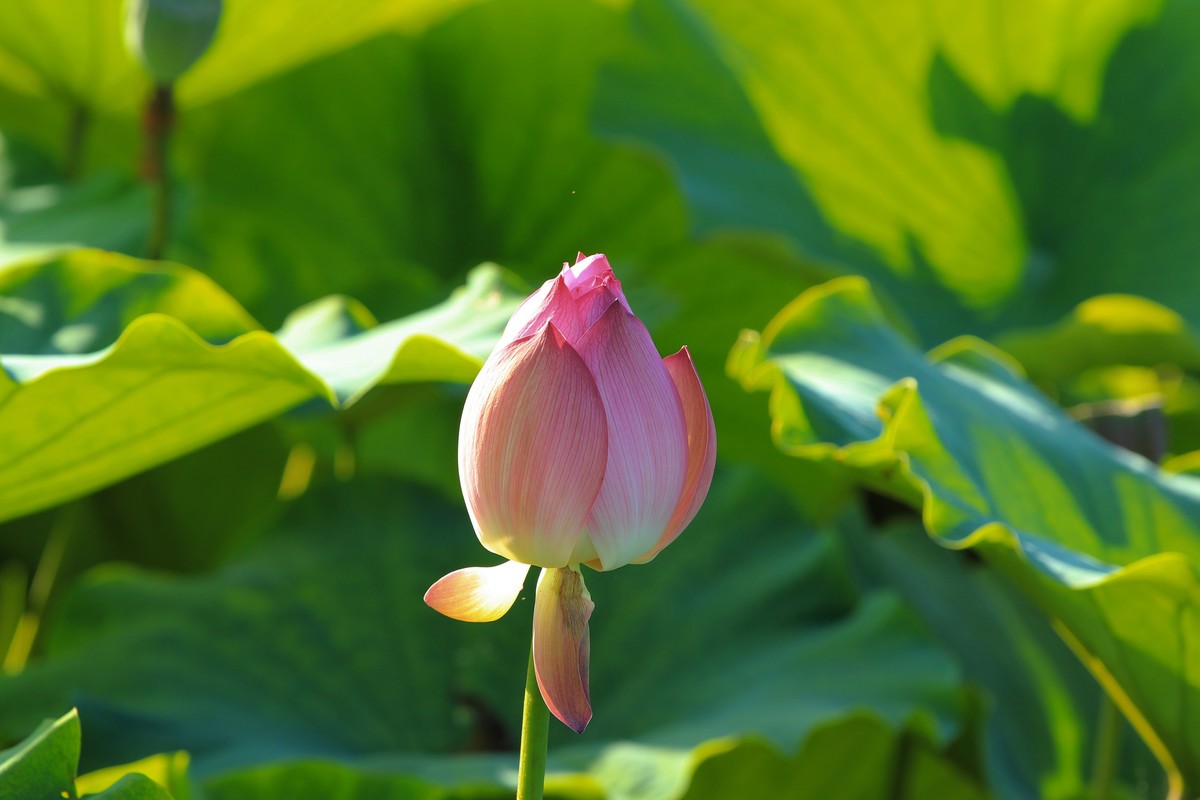 拍摄花卉一（341）