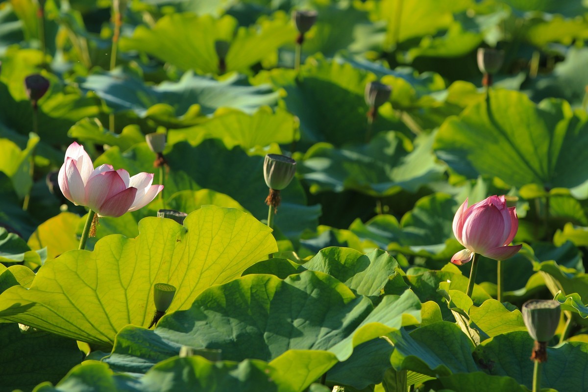 拍摄花卉一（341）