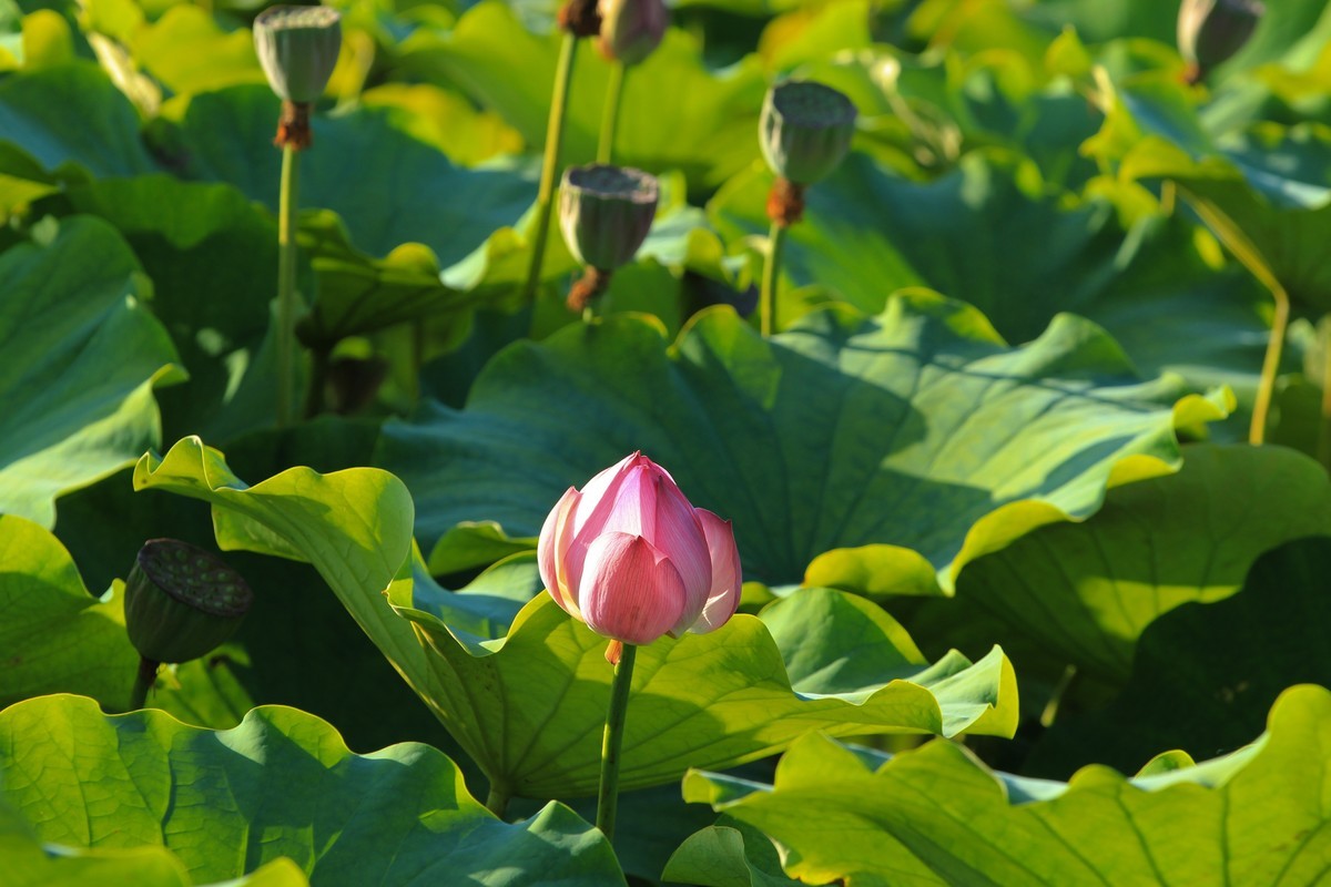 拍摄花卉一（341）