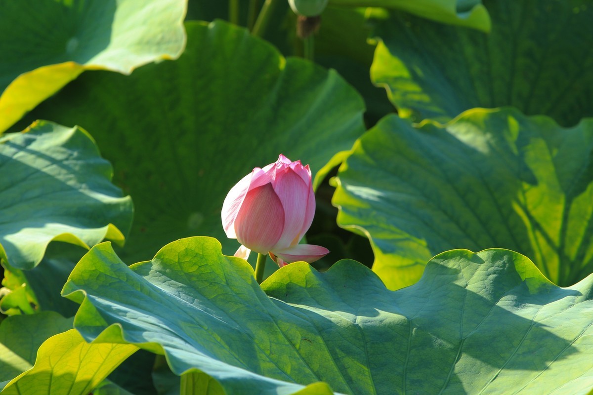 拍摄花卉一（341）