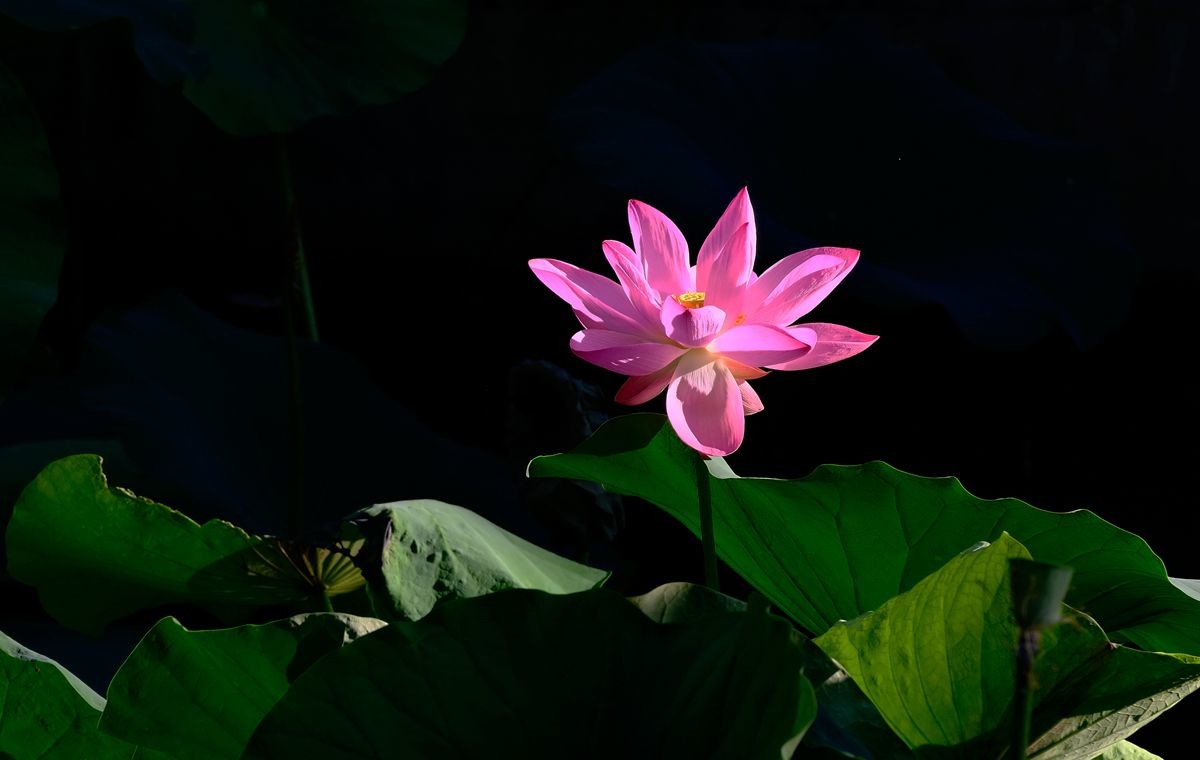 晨拍-龙潭湖公园