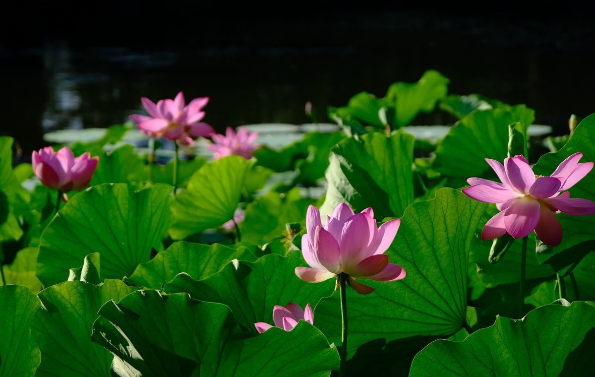 晨拍-龙潭湖公园