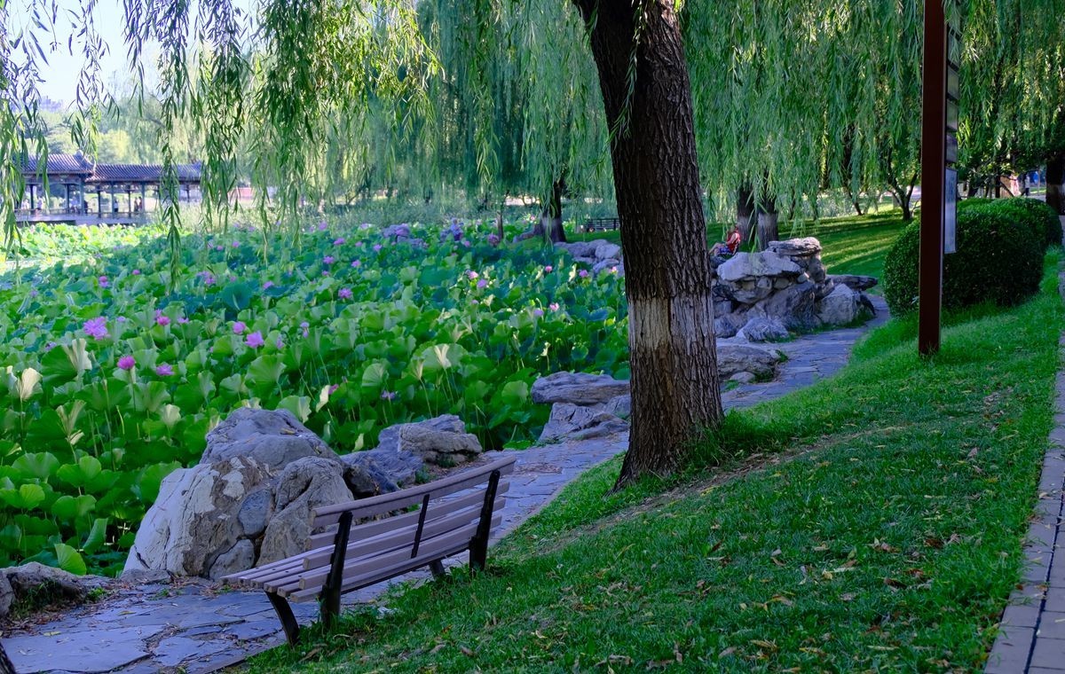 晨拍-龙潭湖公园