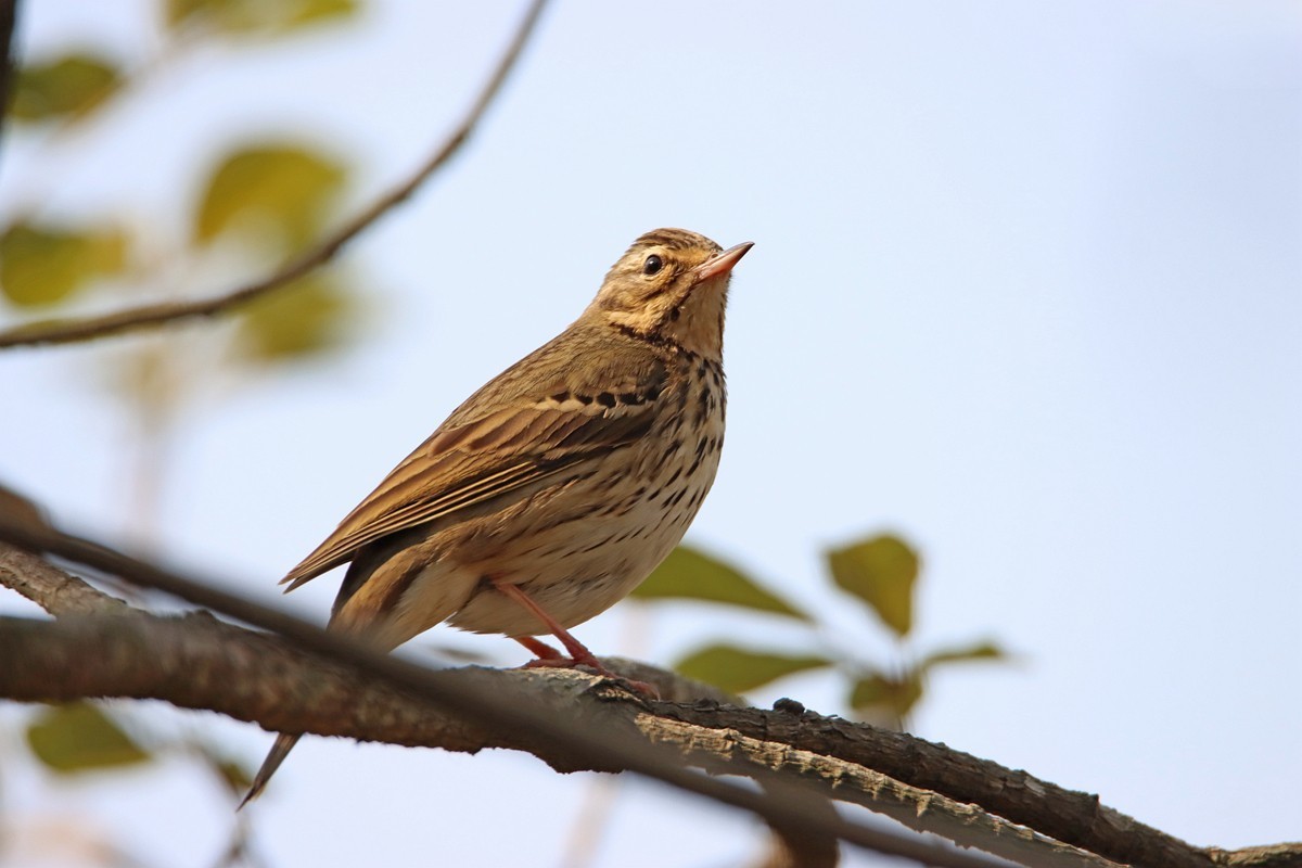 250107一梭子拍小鸟