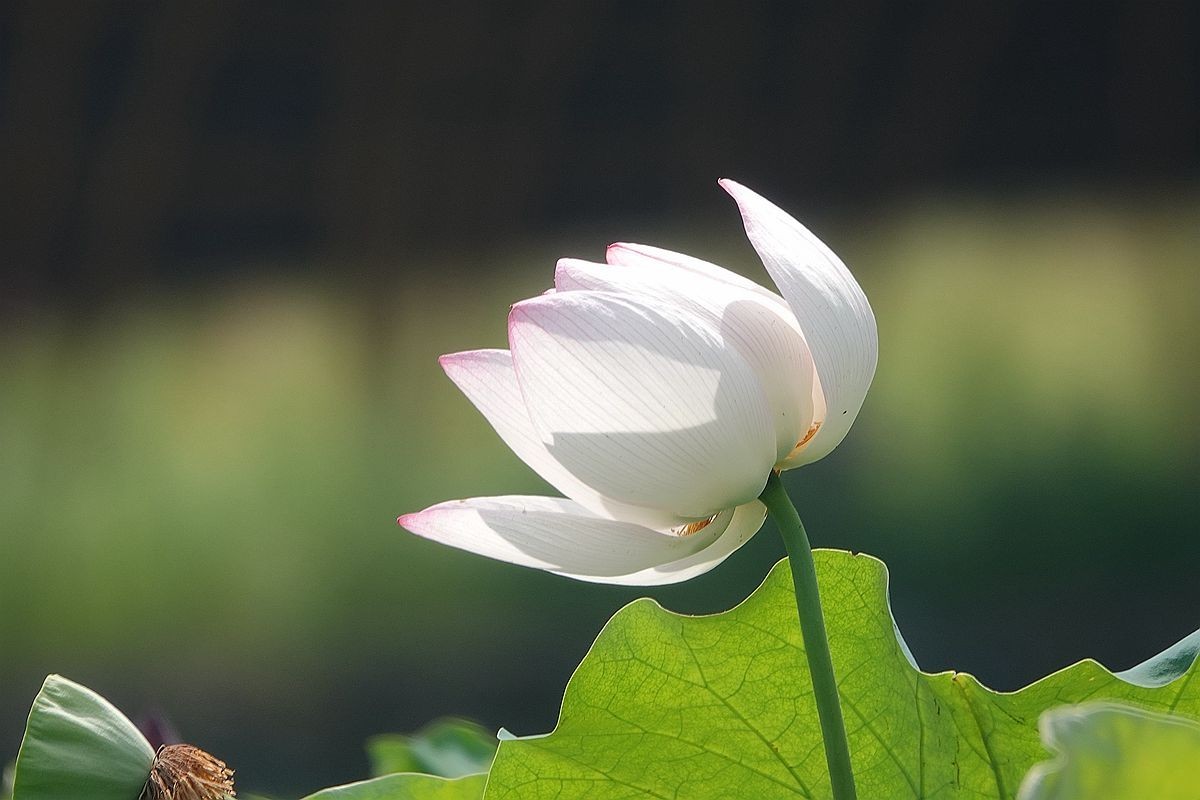 烈日炎炎荷花艳