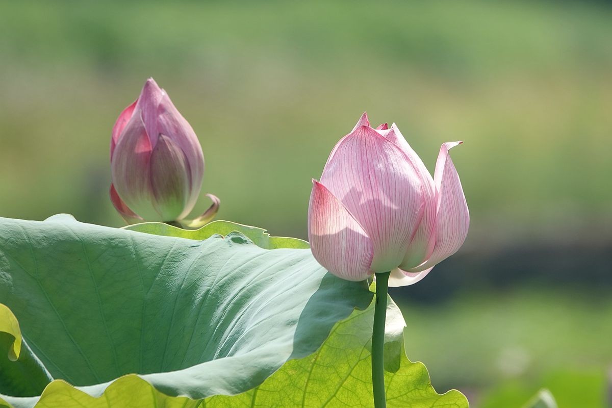 烈日炎炎荷花艳