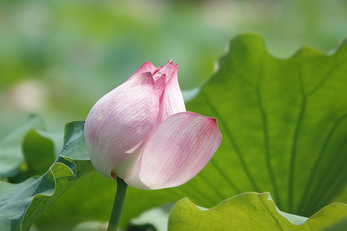 烈日炎炎荷花艳