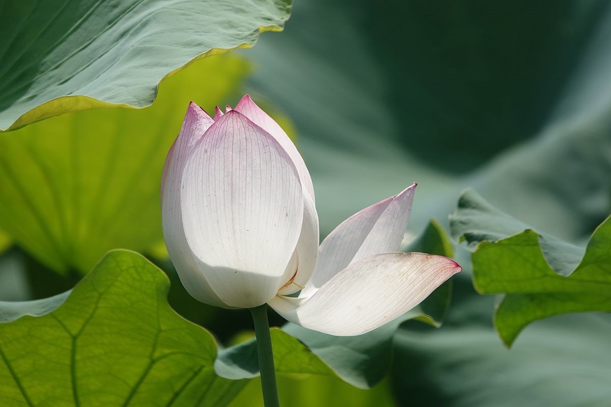 烈日炎炎荷花艳