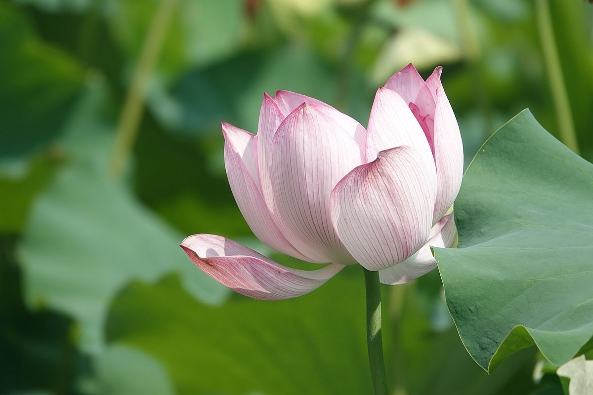 烈日炎炎荷花艳