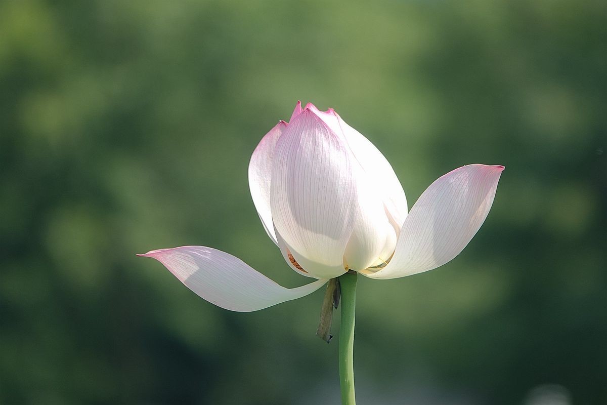 烈日炎炎荷花艳