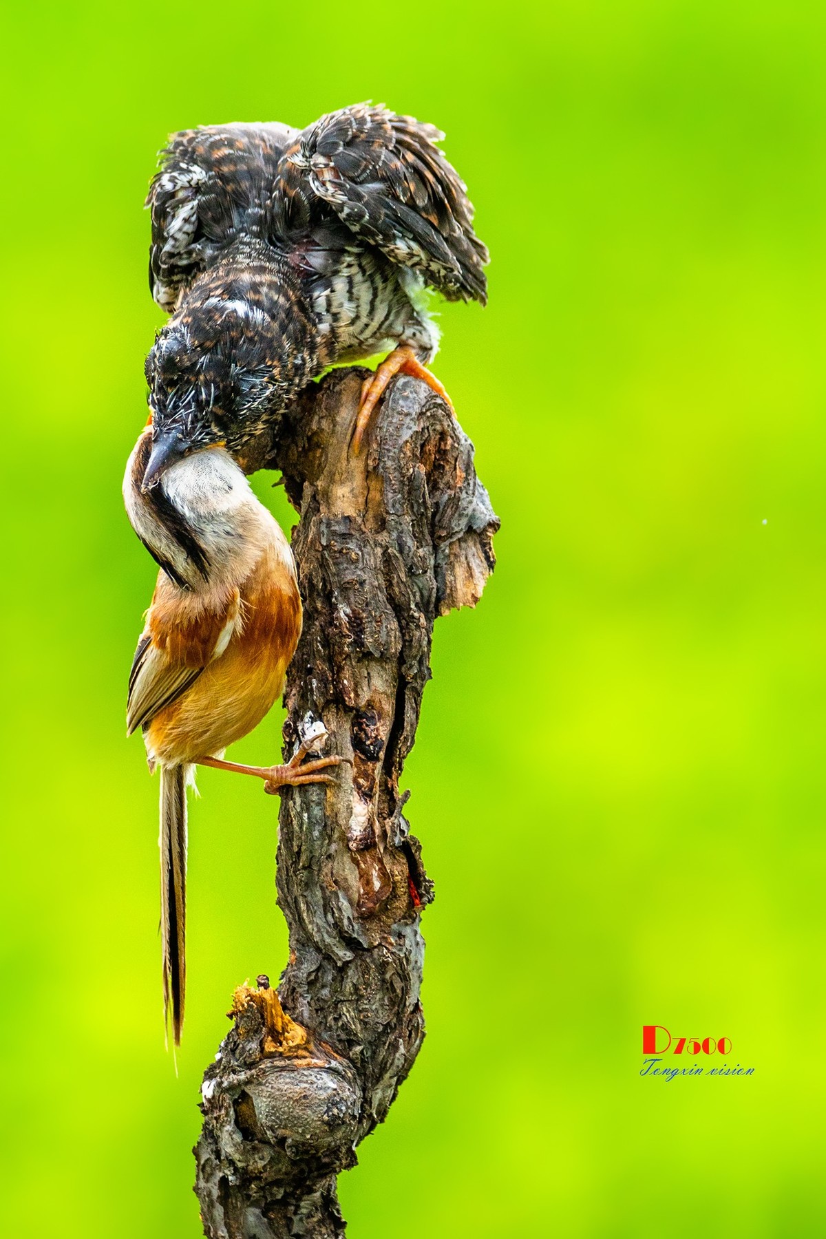 震旦鸦雀与杜鹃鸟18