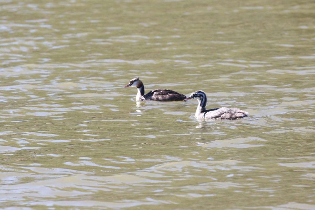 这些国家保护的鸟