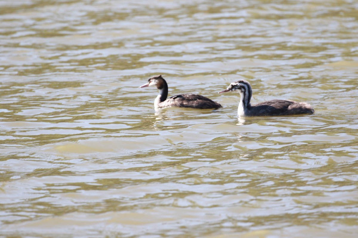 这些国家保护的鸟