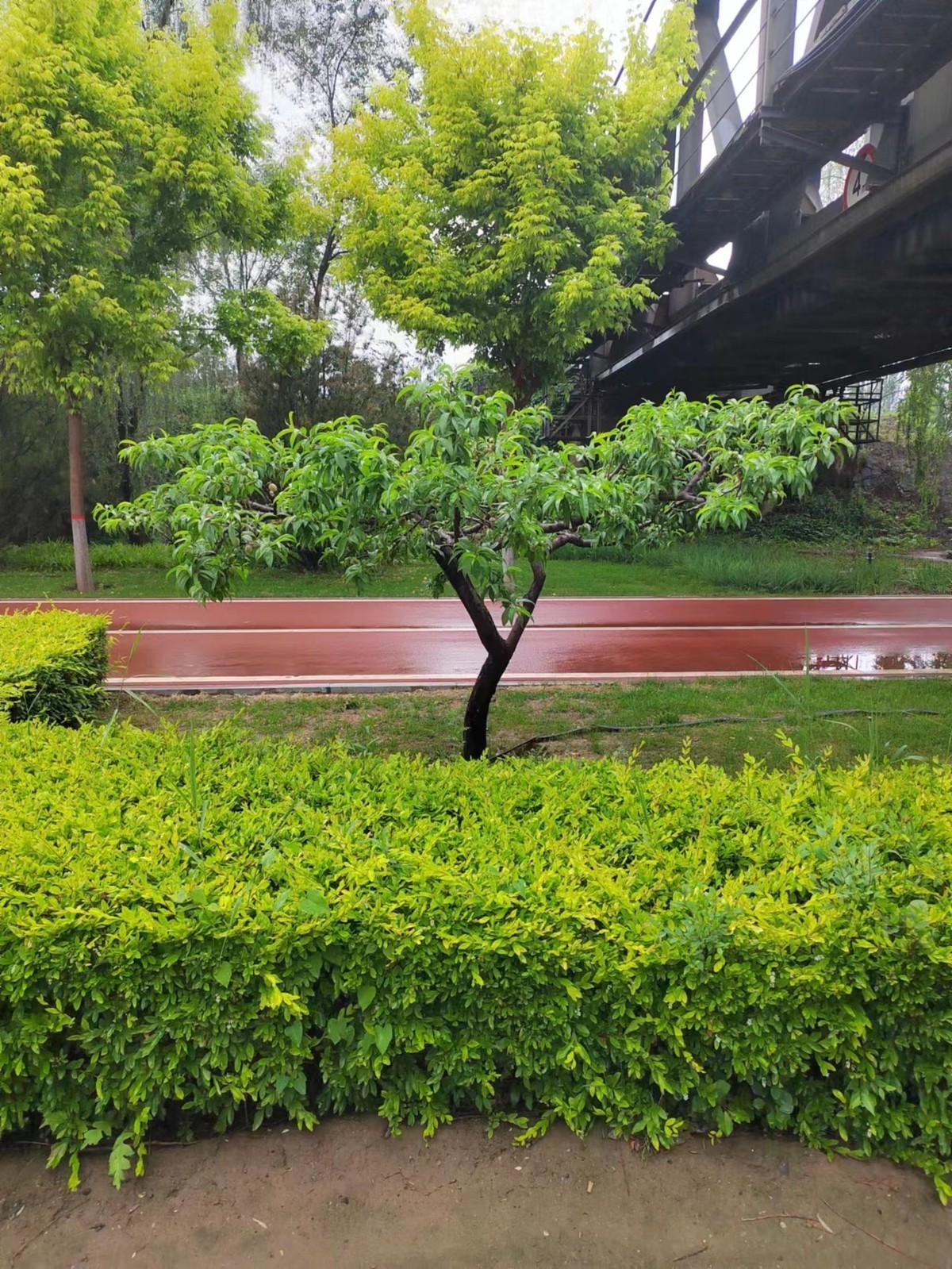 花上是蝴蝶,自行车道旁的树-中关村在线摄影论坛