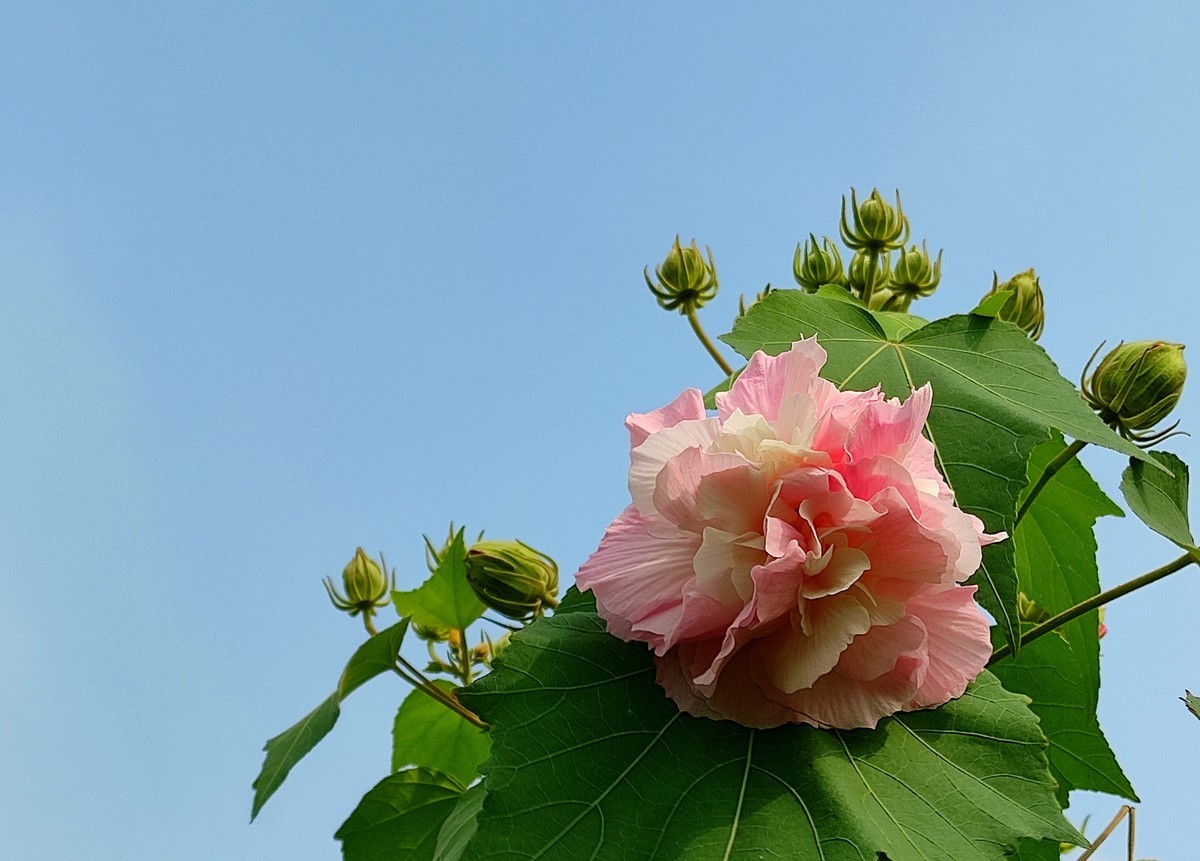 芙蓉花