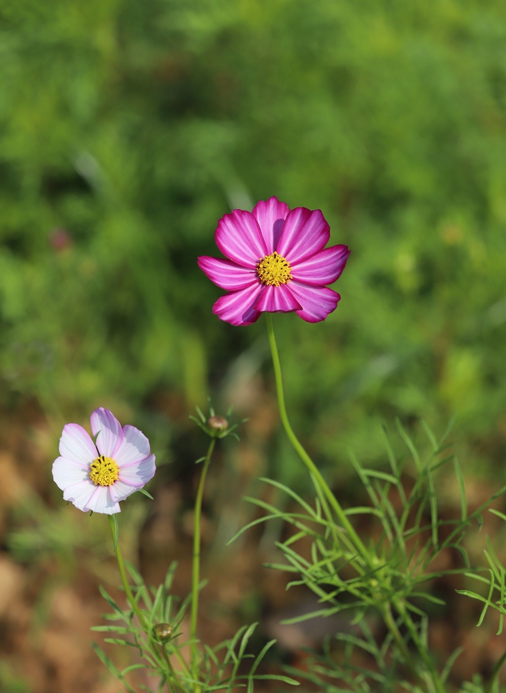 冬拍格桑花