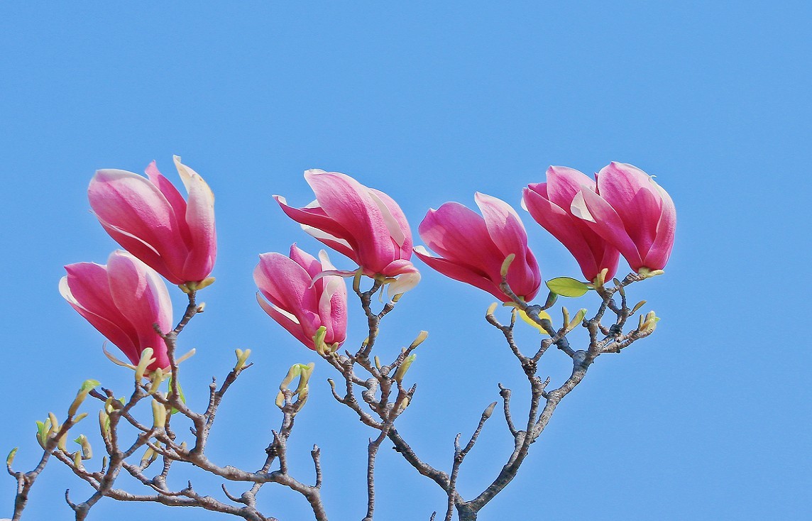 庆祝国际五一节《景美，花美，美女更美》今天是五一节日啊！赶紧精选好片上来庆贺啊！