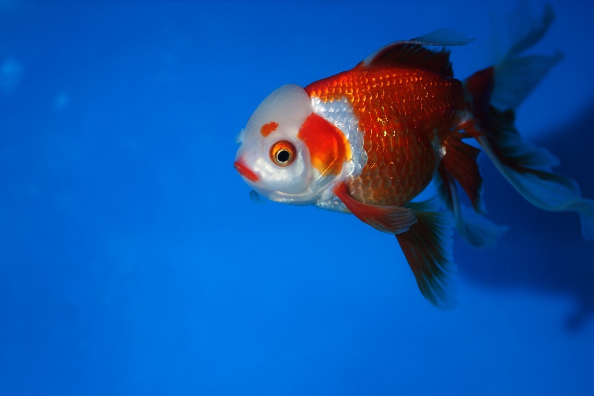 中山公园的几条金鱼